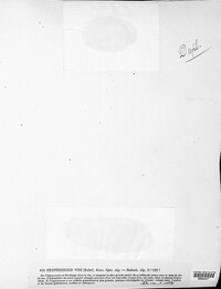 Cryptococcus vini image